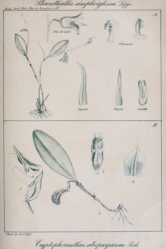Archivos do Jardim BotÃ Â¢nico do Rio de Janeiro. Rio de Janeiro :Jardim Botanico,1915-. | Brazil Periodicals Plants  | Vintage Print Reproduction 458168