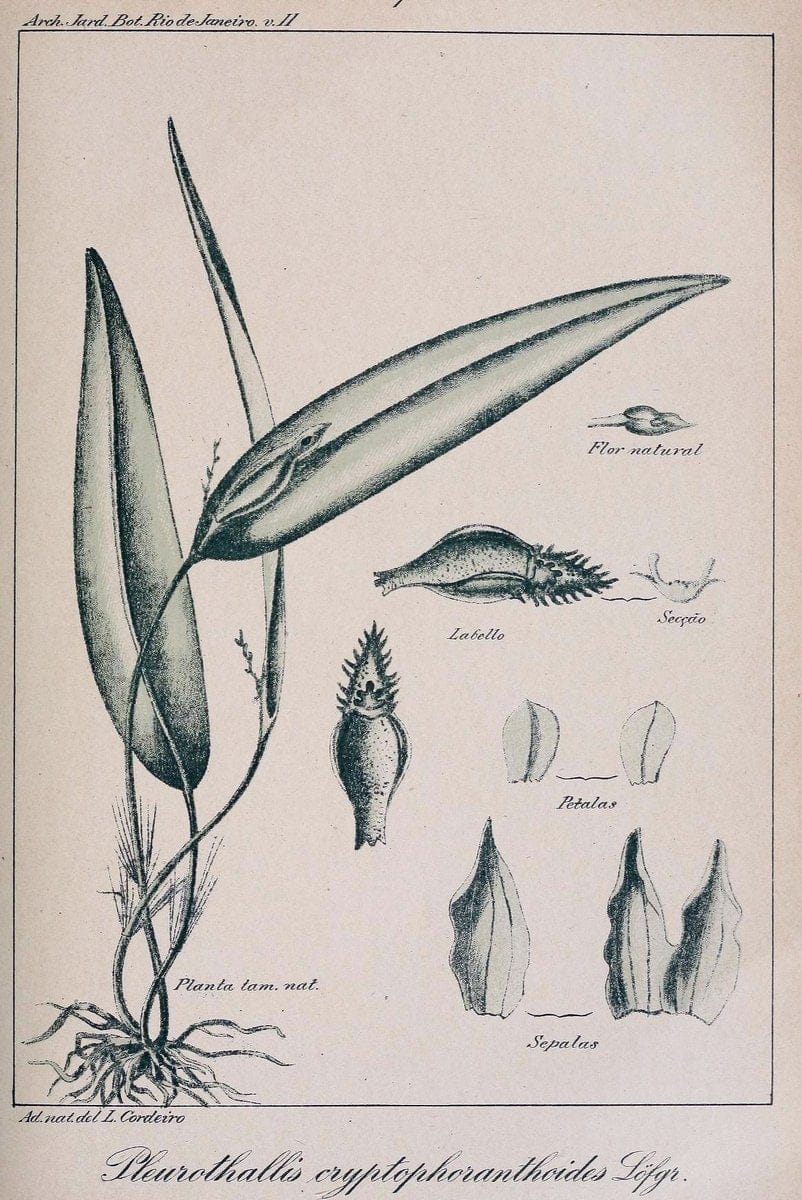 Archivos do Jardim BotÃ Â¢nico do Rio de Janeiro. Rio de Janeiro :Jardim Botanico,1915-. | Brazil Periodicals Plants  | Vintage Print Reproduction 458170