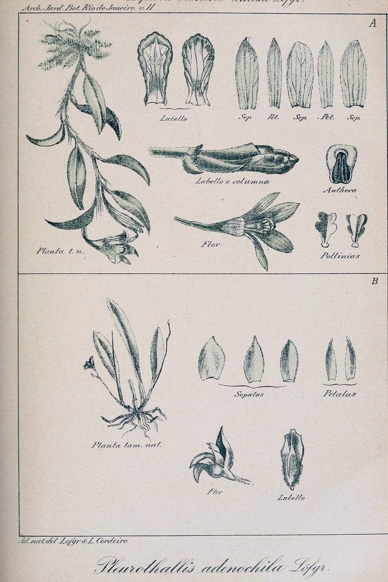Archivos do Jardim BotÃ Â¢nico do Rio de Janeiro. Rio de Janeiro :Jardim Botanico,1915-. | Brazil Periodicals Plants  | Vintage Print Reproduction 458171