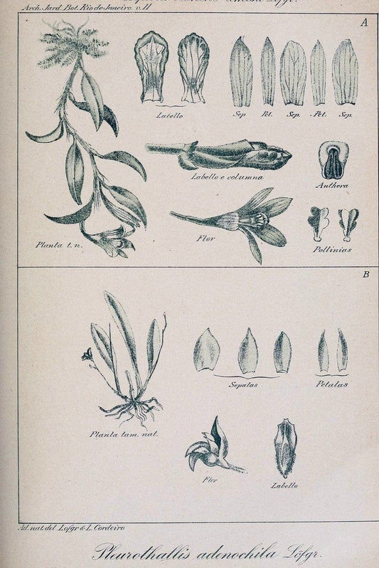 Archivos do Jardim BotÃ Â¢nico do Rio de Janeiro. Rio de Janeiro :Jardim Botanico,1915-. | Brazil Periodicals Plants  | Vintage Print Reproduction 458171
