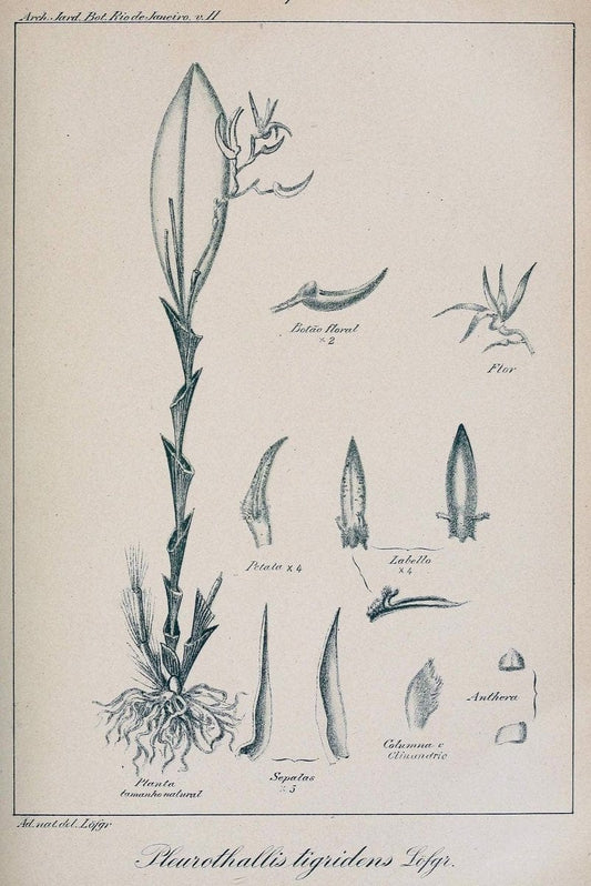 Archivos do Jardim BotÃ Â¢nico do Rio de Janeiro. Rio de Janeiro :Jardim Botanico,1915-. | Brazil Periodicals Plants  | Vintage Print Reproduction 458172