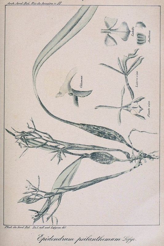 Archivos do Jardim BotÃ Â¢nico do Rio de Janeiro. Rio de Janeiro :Jardim Botanico,1915-. | Brazil Periodicals Plants  | Vintage Print Reproduction 458173