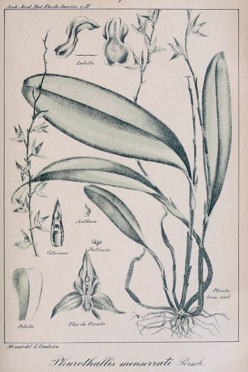 Archivos do Jardim BotÃ Â¢nico do Rio de Janeiro. Rio de Janeiro :Jardim Botanico,1915-. | Brazil Periodicals Plants  | Vintage Print Reproduction 458175