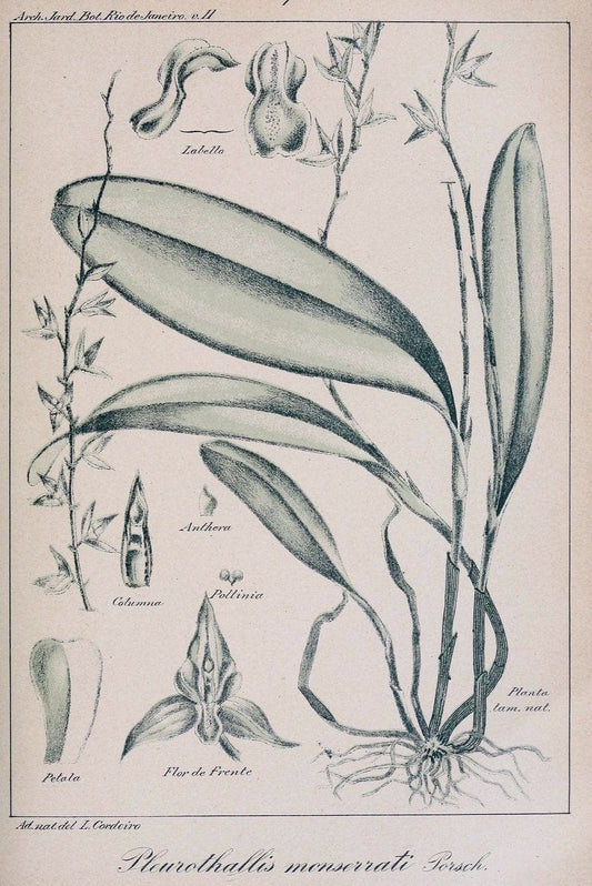 Archivos do Jardim BotÃ Â¢nico do Rio de Janeiro. Rio de Janeiro :Jardim Botanico,1915-. | Brazil Periodicals Plants  | Vintage Print Reproduction 458175
