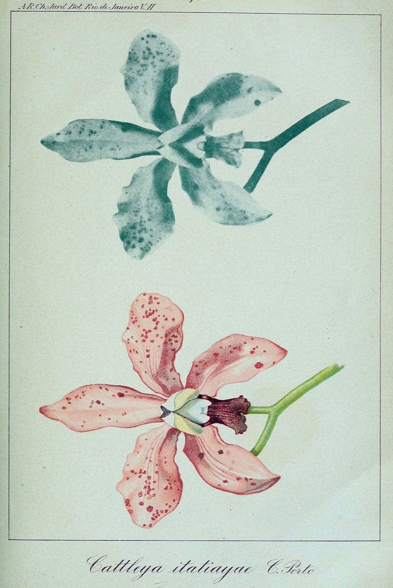Archivos do Jardim BotÃ Â¢nico do Rio de Janeiro. Rio de Janeiro :Jardim Botanico,1915-. | Brazil Periodicals Plants  | Vintage Print Reproduction 458176