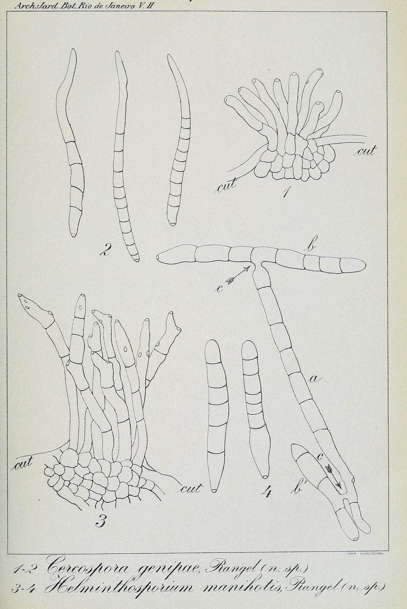 Archivos do Jardim BotÃ Â¢nico do Rio de Janeiro. Rio de Janeiro :Jardim Botanico,1915-. | Brazil Periodicals Plants  | Vintage Print Reproduction 458179
