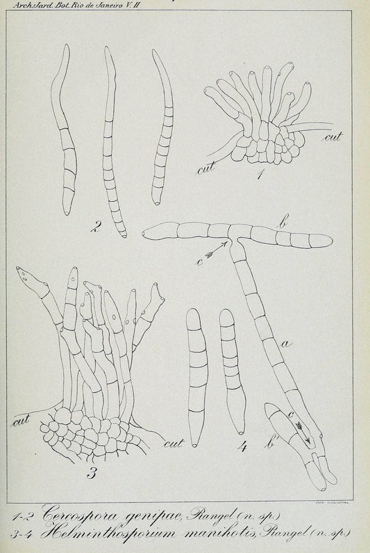 Archivos do Jardim BotÃ Â¢nico do Rio de Janeiro. Rio de Janeiro :Jardim Botanico,1915-. | Brazil Periodicals Plants  | Vintage Print Reproduction 458179