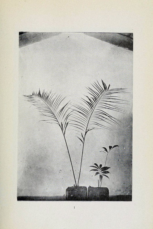 Archivos do Jardim BotÃ Â¢nico do Rio de Janeiro. Rio de Janeiro :Jardim Botanico,1915-. | Brazil Periodicals Plants  | Vintage Print Reproduction 458180