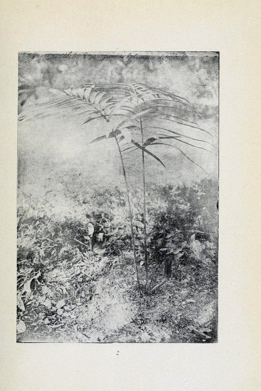 Archivos do Jardim BotÃ Â¢nico do Rio de Janeiro. Rio de Janeiro :Jardim Botanico,1915-. | Brazil Periodicals Plants  | Vintage Print Reproduction 458181