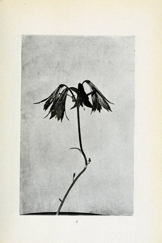 Archivos do Jardim BotÃ Â¢nico do Rio de Janeiro. Rio de Janeiro :Jardim Botanico,1915-. | Brazil Periodicals Plants  | Vintage Print Reproduction 458182