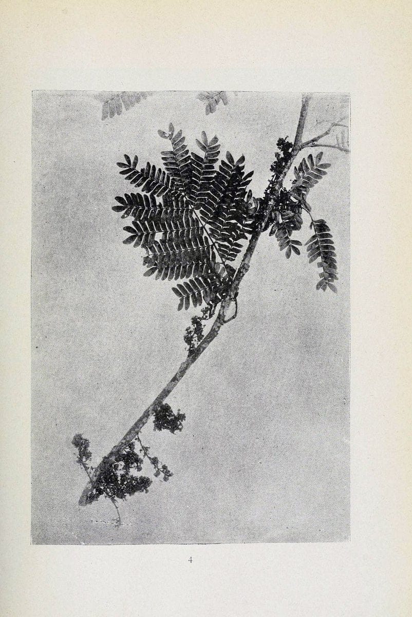 Archivos do Jardim BotÃ Â¢nico do Rio de Janeiro. Rio de Janeiro :Jardim Botanico,1915-. | Brazil Periodicals Plants  | Vintage Print Reproduction 458183