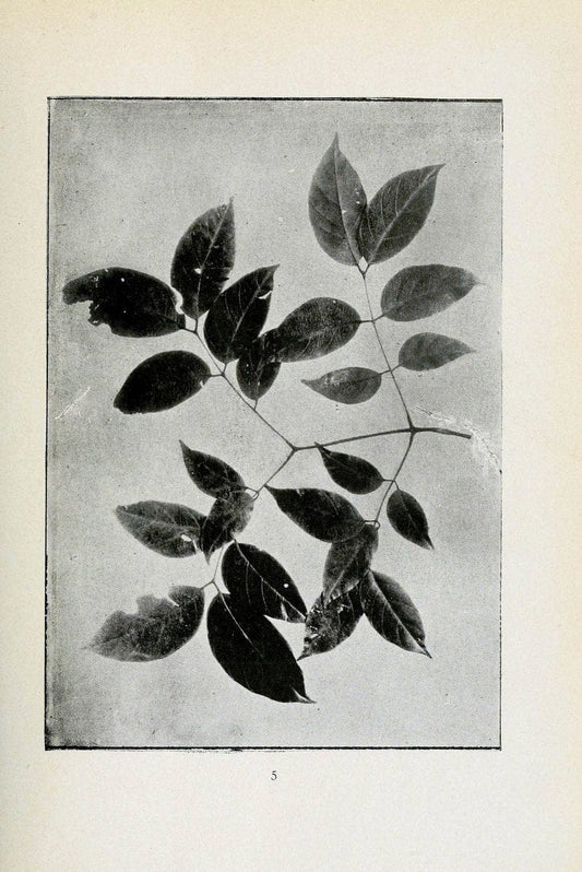 Archivos do Jardim BotÃ Â¢nico do Rio de Janeiro. Rio de Janeiro :Jardim Botanico,1915-. | Brazil Periodicals Plants  | Vintage Print Reproduction 458184
