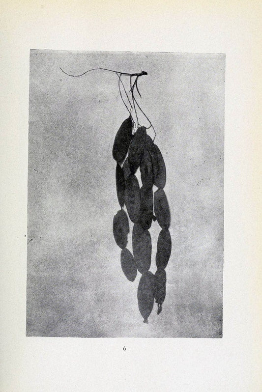 Archivos do Jardim BotÃ Â¢nico do Rio de Janeiro. Rio de Janeiro :Jardim Botanico,1915-. | Brazil Periodicals Plants  | Vintage Print Reproduction 458185