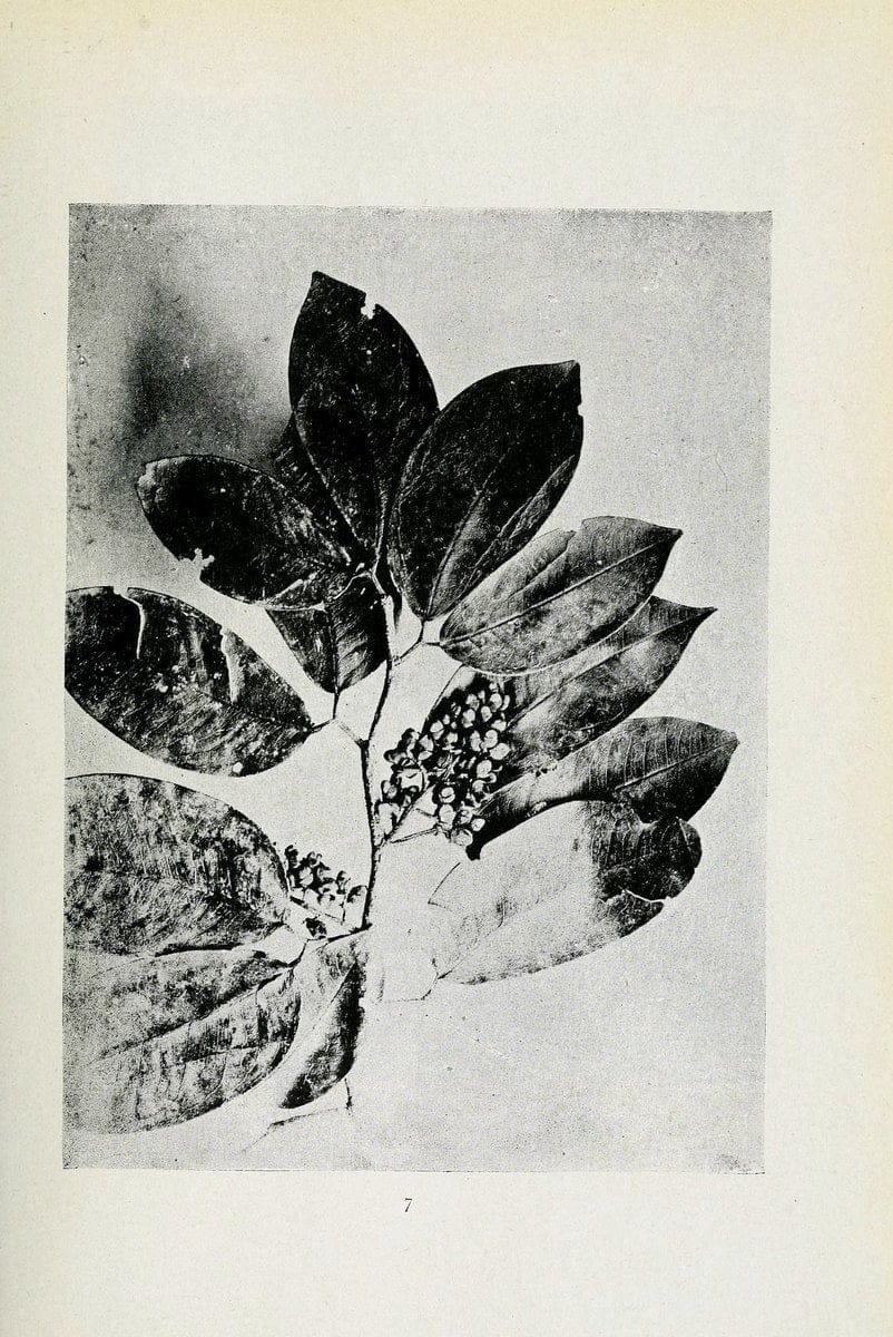 Archivos do Jardim BotÃ Â¢nico do Rio de Janeiro. Rio de Janeiro :Jardim Botanico,1915-. | Brazil Periodicals Plants  | Vintage Print Reproduction 458186