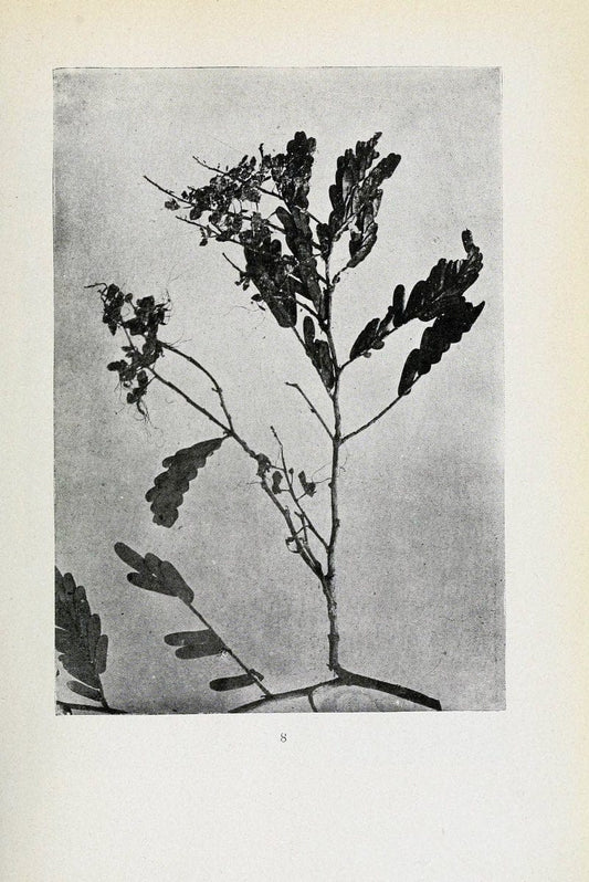Archivos do Jardim BotÃ Â¢nico do Rio de Janeiro. Rio de Janeiro :Jardim Botanico,1915-. | Brazil Periodicals Plants  | Vintage Print Reproduction 458187