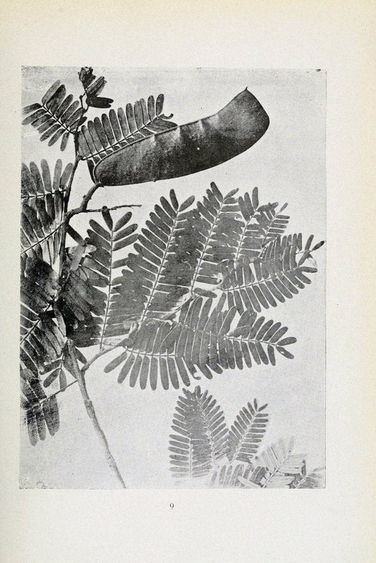 Archivos do Jardim BotÃ Â¢nico do Rio de Janeiro. Rio de Janeiro :Jardim Botanico,1915-. | Brazil Periodicals Plants  | Vintage Print Reproduction 458188