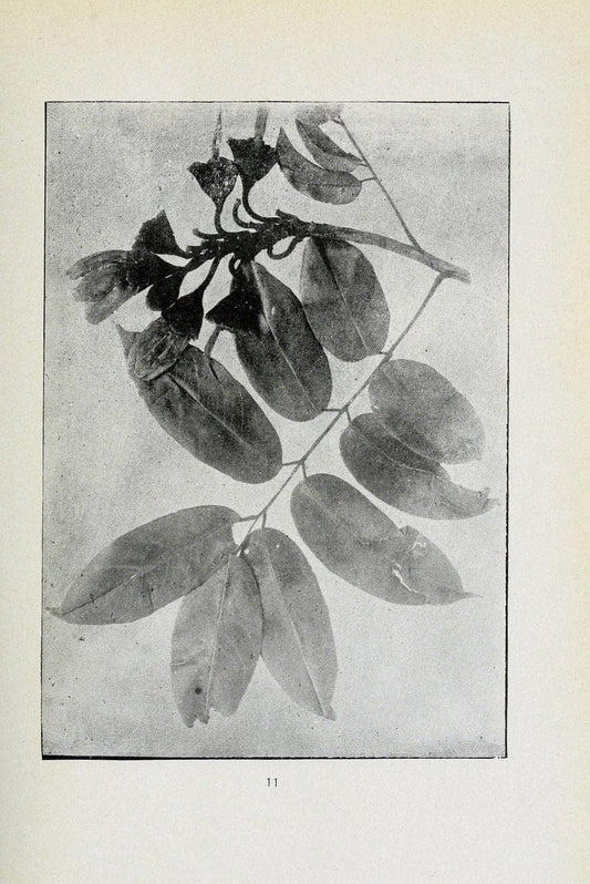 Archivos do Jardim BotÃ Â¢nico do Rio de Janeiro. Rio de Janeiro :Jardim Botanico,1915-. | Brazil Periodicals Plants  | Vintage Print Reproduction 458190