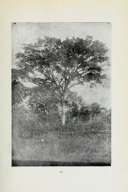 Archivos do Jardim BotÃ Â¢nico do Rio de Janeiro. Rio de Janeiro :Jardim Botanico,1915-. | Brazil Periodicals Plants  | Vintage Print Reproduction 458192
