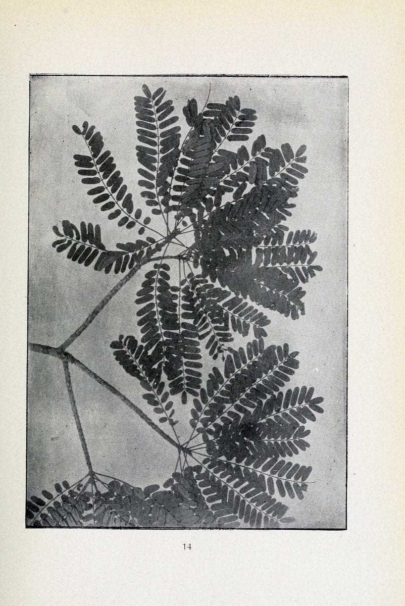 Archivos do Jardim BotÃ Â¢nico do Rio de Janeiro. Rio de Janeiro :Jardim Botanico,1915-. | Brazil Periodicals Plants  | Vintage Print Reproduction 458193
