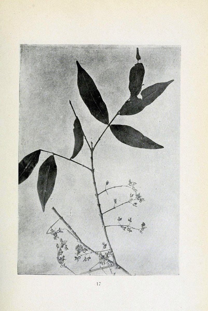 Archivos do Jardim BotÃ Â¢nico do Rio de Janeiro. Rio de Janeiro :Jardim Botanico,1915-. | Brazil Periodicals Plants  | Vintage Print Reproduction 458196