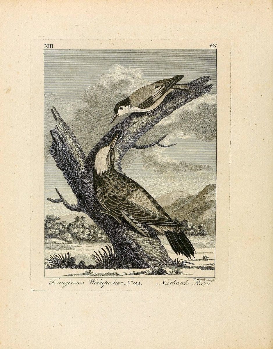 Arctic zoology . .London :Printed by Henry Hughs,1784-1785.  | Animals "Arctic regions" Birds "Early works to 1800" "North America" Zoology | Vintage Print Reproduction 458197
