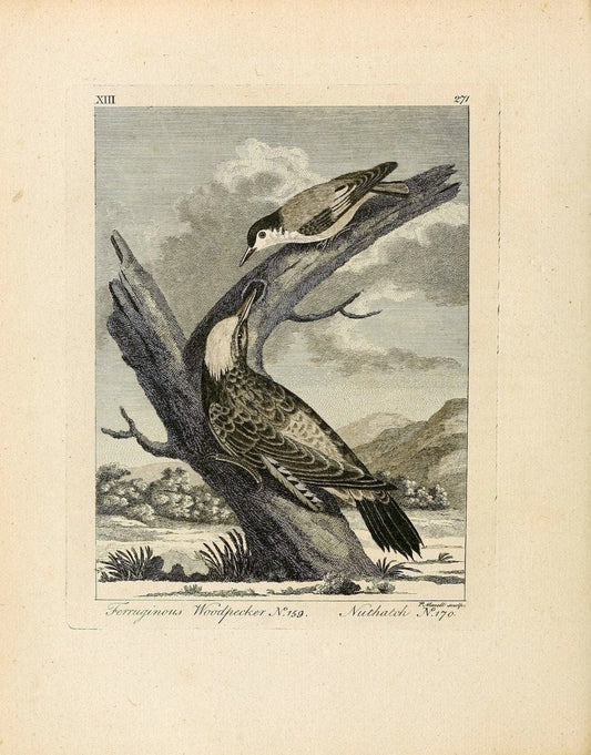 Arctic zoology . .London :Printed by Henry Hughs,1784-1785.  | Animals "Arctic regions" Birds "Early works to 1800" "North America" Zoology | Vintage Print Reproduction 458197