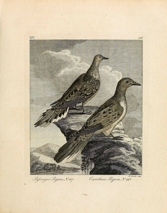 Arctic zoology . .London :Printed by Henry Hughs,1784-1785.  | Animals "Arctic regions" Birds "Early works to 1800" "North America" Zoology | Vintage Print Reproduction 458198
