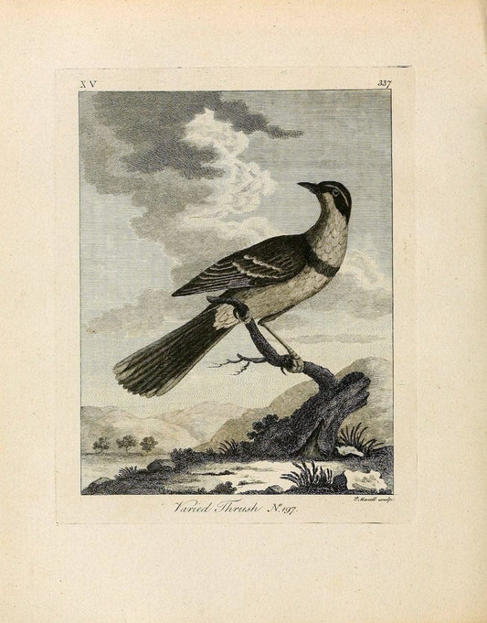 Arctic zoology . .London :Printed by Henry Hughs,1784-1785.  | Animals "Arctic regions" Birds "Early works to 1800" "North America" Zoology | Vintage Print Reproduction 458199