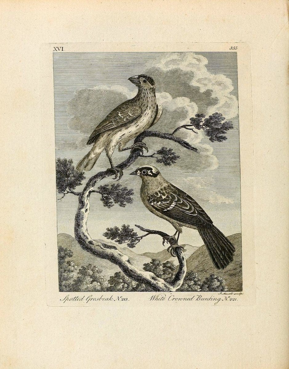Arctic zoology . .London :Printed by Henry Hughs,1784-1785.  | Animals "Arctic regions" Birds "Early works to 1800" "North America" Zoology | Vintage Print Reproduction 458200