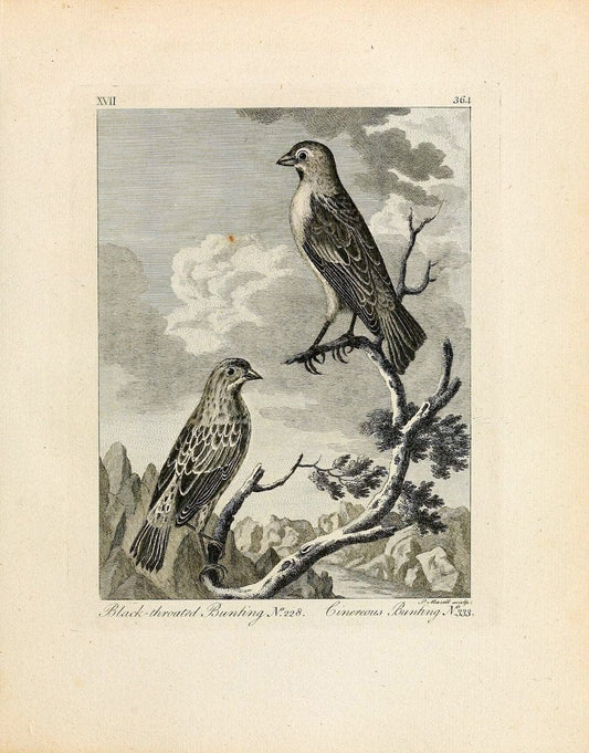 Arctic zoology . .London :Printed by Henry Hughs,1784-1785.  | Animals "Arctic regions" Birds "Early works to 1800" "North America" Zoology | Vintage Print Reproduction 458201