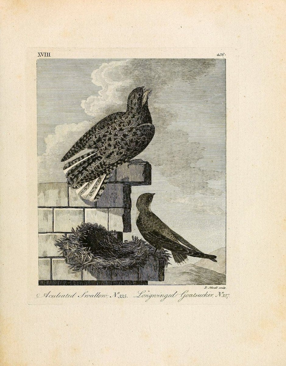 Arctic zoology . .London :Printed by Henry Hughs,1784-1785.  | Animals "Arctic regions" Birds "Early works to 1800" "North America" Zoology | Vintage Print Reproduction 458203