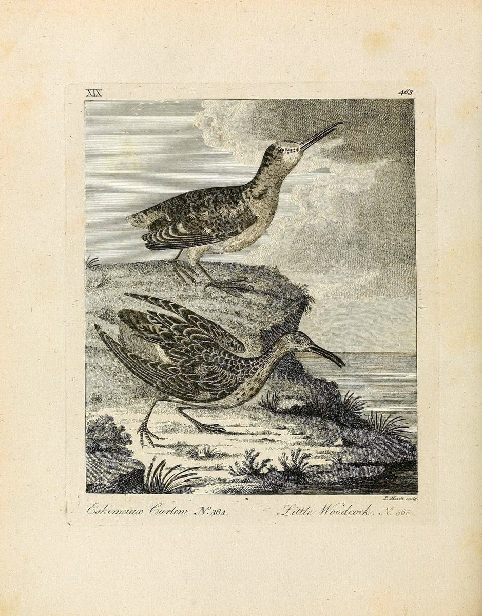 Arctic zoology . .London :Printed by Henry Hughs,1784-1785.  | Animals "Arctic regions" Birds "Early works to 1800" "North America" Zoology | Vintage Print Reproduction 458204