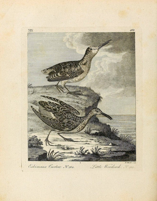 Arctic zoology . .London :Printed by Henry Hughs,1784-1785.  | Animals "Arctic regions" Birds "Early works to 1800" "North America" Zoology | Vintage Print Reproduction 458204
