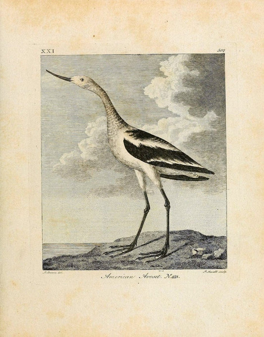 Arctic zoology . .London :Printed by Henry Hughs,1784-1785.  | Animals "Arctic regions" Birds "Early works to 1800" "North America" Zoology | Vintage Print Reproduction 458206