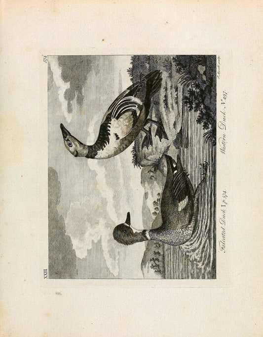 Arctic zoology . .London :Printed by Henry Hughs,1784-1785.  | Animals "Arctic regions" Birds "Early works to 1800" "North America" Zoology | Vintage Print Reproduction 458209