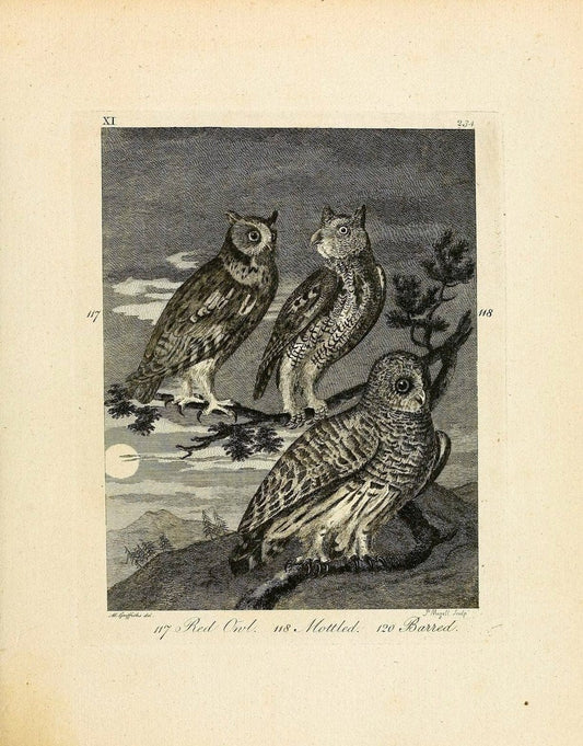 Arctic zoology . .London :Printed by Henry Hughs,1784-1785.  | Animals "Arctic regions" Birds "Early works to 1800" "North America" Zoology | Vintage Print Reproduction 458210