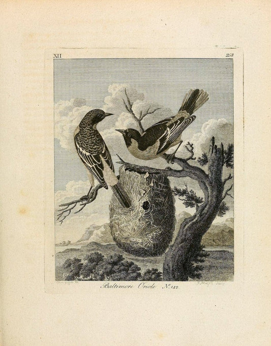 Arctic zoology . .London :Printed by Henry Hughs,1784-1785.  | Animals "Arctic regions" Birds "Early works to 1800" "North America" Zoology | Vintage Print Reproduction 458211