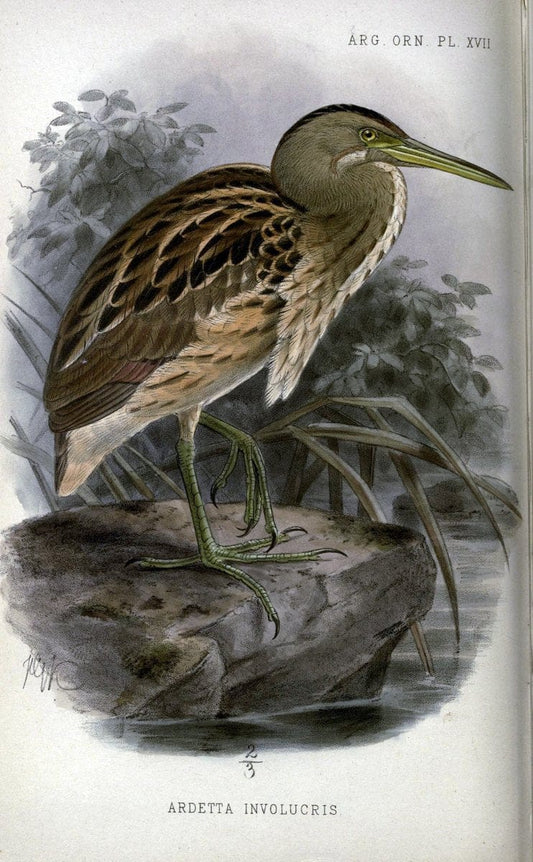 Argentine ornithology..London :R. H. Porter,1888-89.. |  | Vintage Print Reproduction 458212