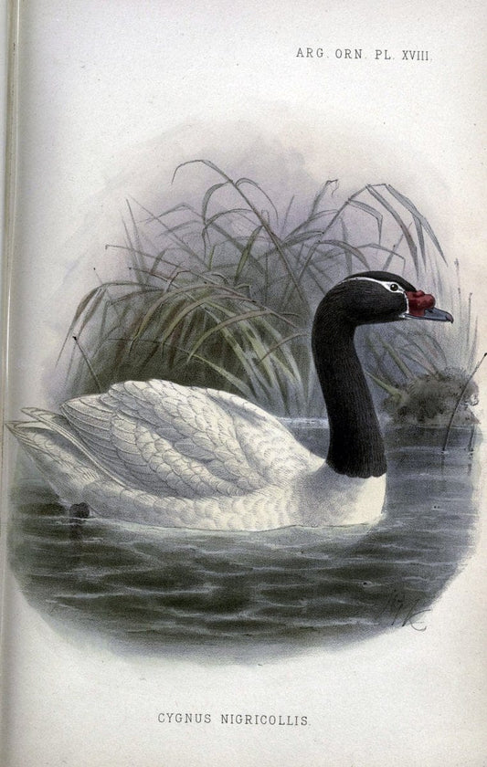Argentine ornithology..London :R. H. Porter,1888-89.. |  | Vintage Print Reproduction 458213