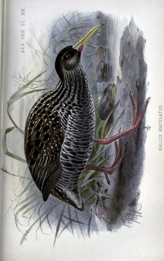 Argentine ornithology..London :R. H. Porter,1888-89.. |  | Vintage Print Reproduction 458214