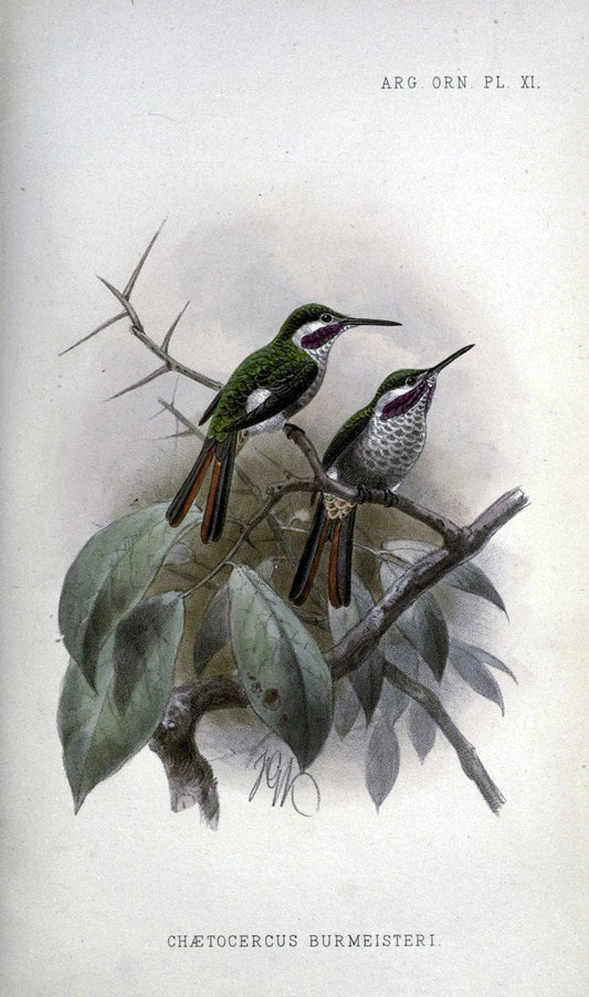 Argentine ornithology..London :R. H. Porter,1888-89.. |  | Vintage Print Reproduction 458216