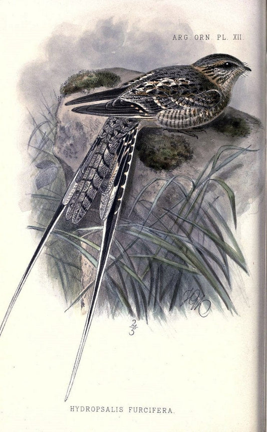 Argentine ornithology..London :R. H. Porter,1888-89.. |  | Vintage Print Reproduction 458217