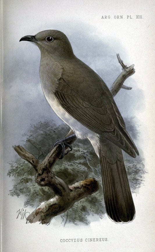 Argentine ornithology..London :R. H. Porter,1888-89.. |  | Vintage Print Reproduction 458218