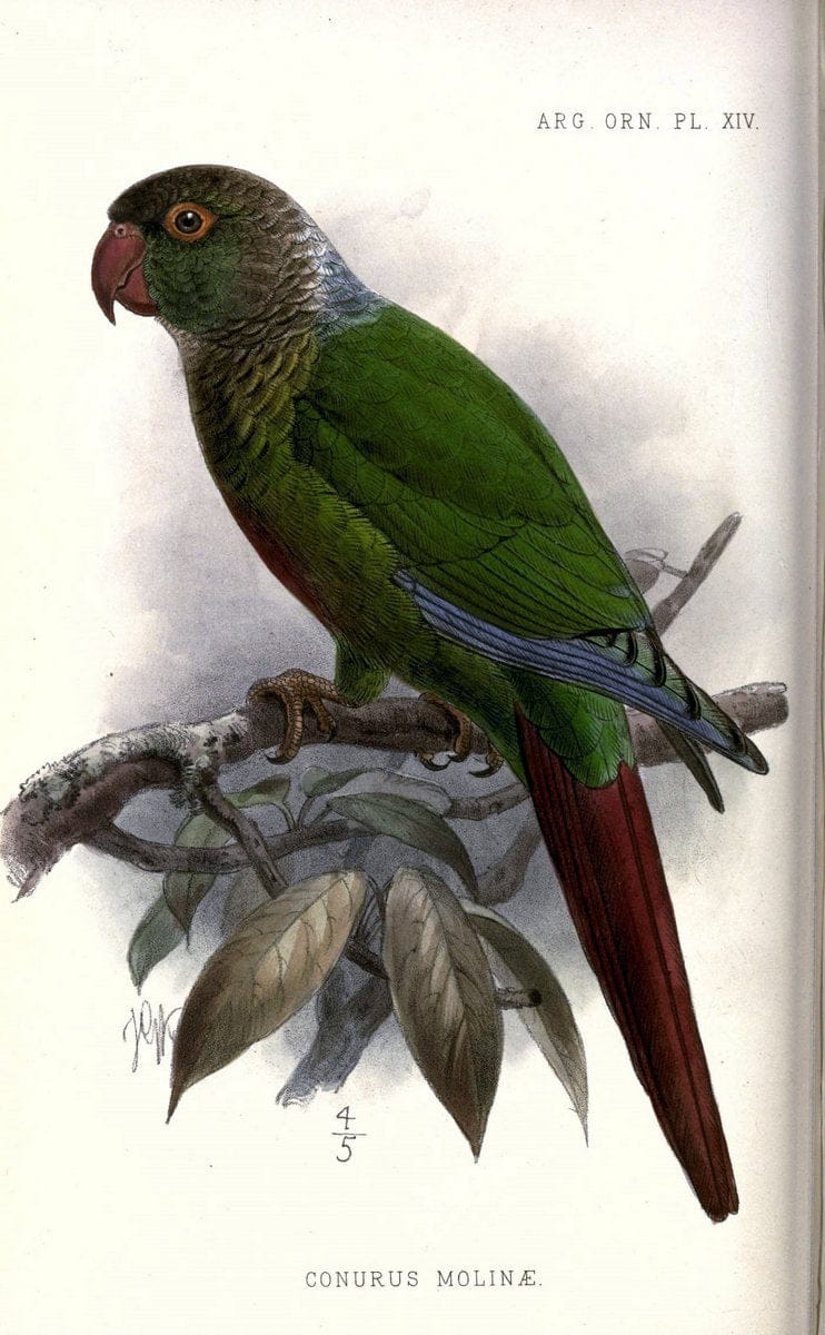 Argentine ornithology..London :R. H. Porter,1888-89.. |  | Vintage Print Reproduction 458219