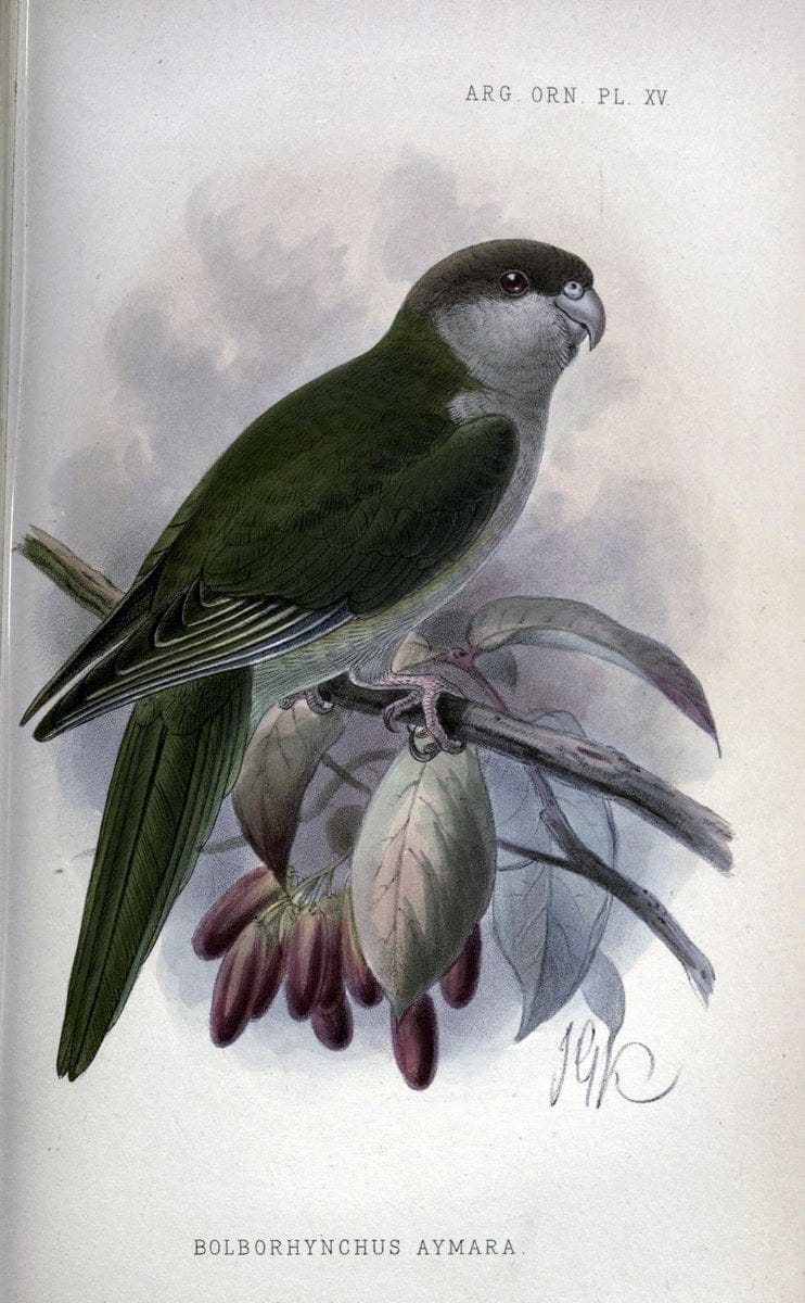Argentine ornithology..London :R. H. Porter,1888-89.. |  | Vintage Print Reproduction 458220