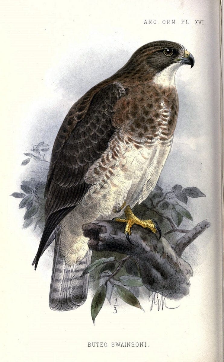 Argentine ornithology..London :R. H. Porter,1888-89.. |  | Vintage Print Reproduction 458221