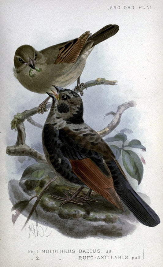 Argentine ornithology. London :R. H. Porter,1888-89.  | Argentina Birds  | Vintage Print Reproduction 458222