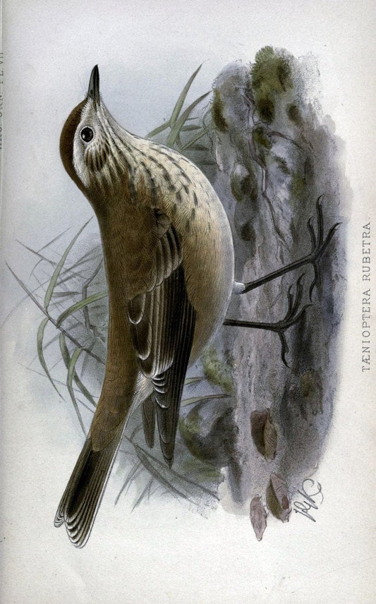Argentine ornithology. London :R. H. Porter,1888-89.  | Argentina Birds  | Vintage Print Reproduction 458223