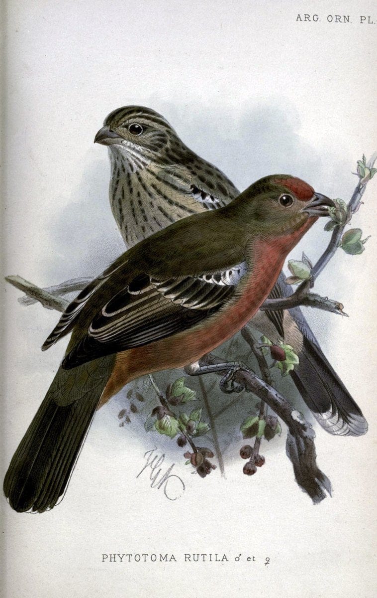 Argentine ornithology. London :R. H. Porter,1888-89.  | Argentina Birds  | Vintage Print Reproduction 458224