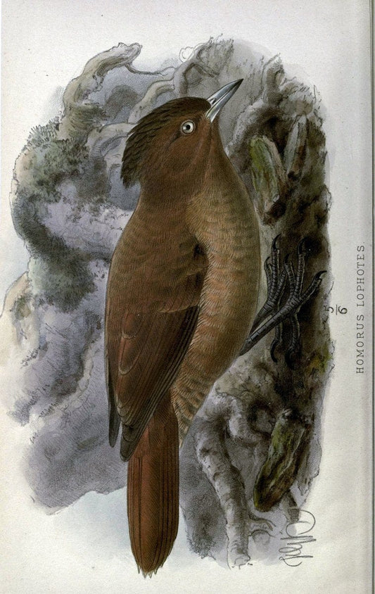 Argentine ornithology. London :R. H. Porter,1888-89.  | Argentina Birds  | Vintage Print Reproduction 458225